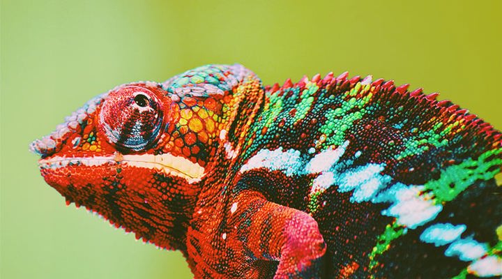 Close-up van een kleurrijke kameleon in rood, groen en wit tegen een groene achtergrond