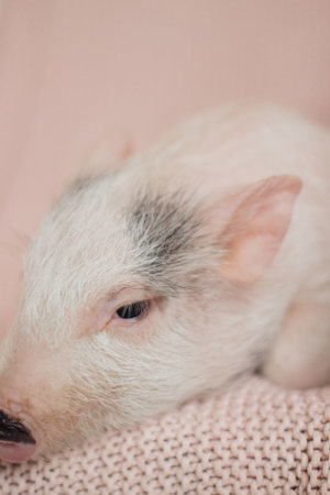 Pigglet Header