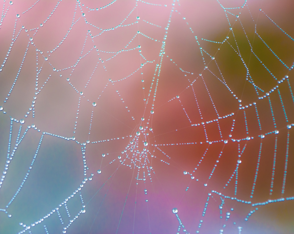 Spinnenweb vol dauwdruppels voor een zachte roze en blauwe achtergrond